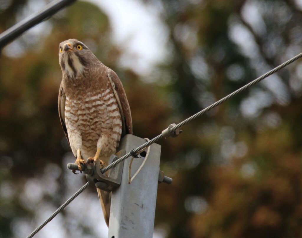 野鳥観察