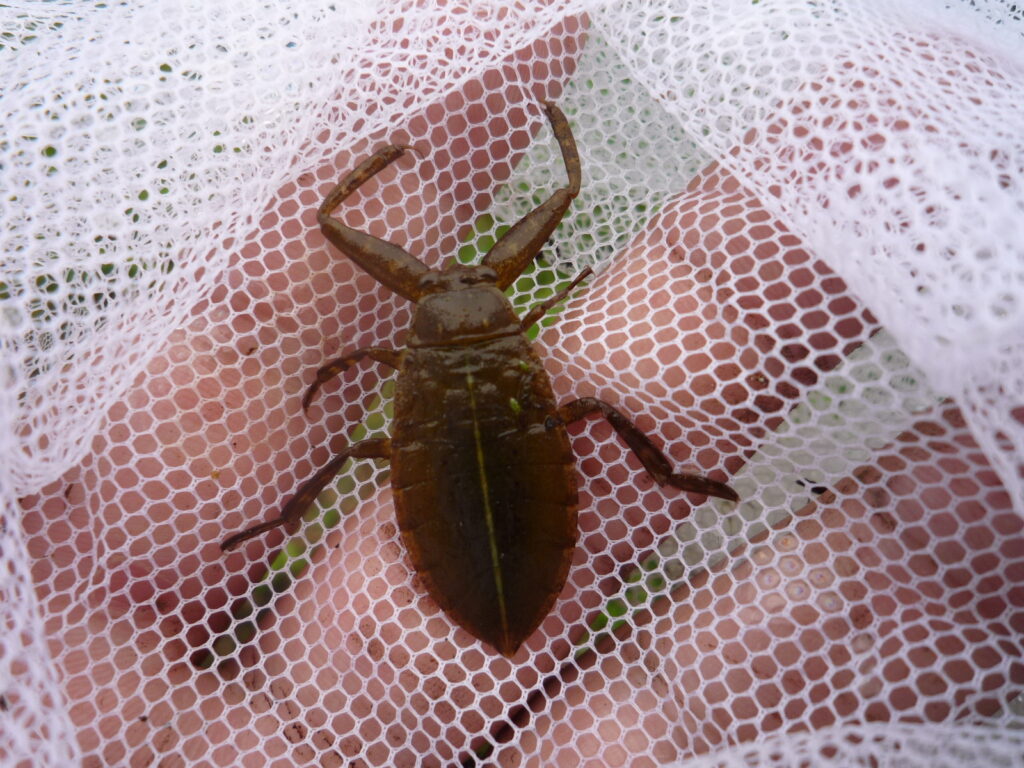 水辺の生き物を探しに行こう
